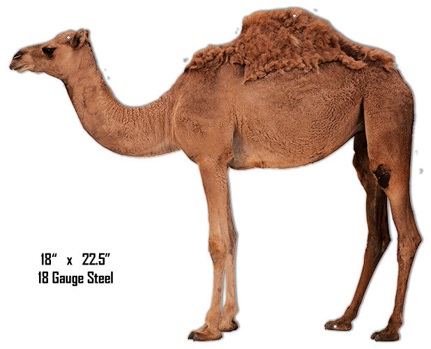 Camel Animal Wall Art Laser Cut Out Metal  Sign 18″x22″